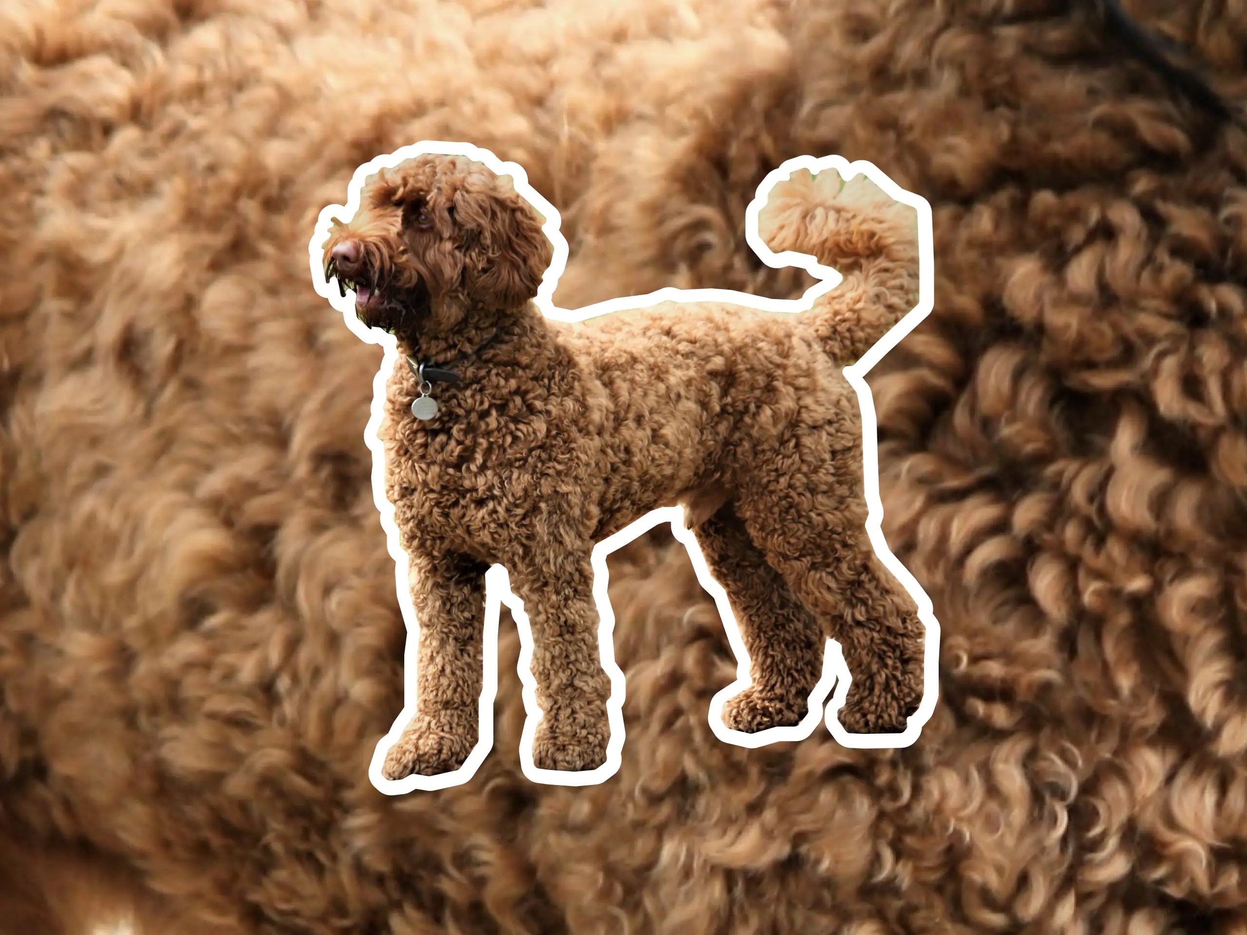 Labradoodle dog breed profile